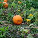 How to Grow Your Own Pumpkin Patch