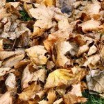 Autumn-leaves