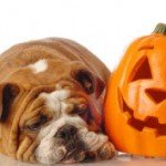 How to Survive Halloween With Your Pets
