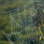 Cobweb Picture Art – An Easy Halloween Craft Idea