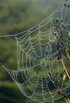 spiderweb