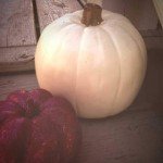 Host a Halloween Photo Safari