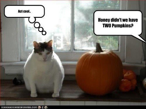 cat ate pumpkin
