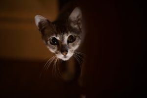 A frightened young tabby cat peeks around the house in the dark